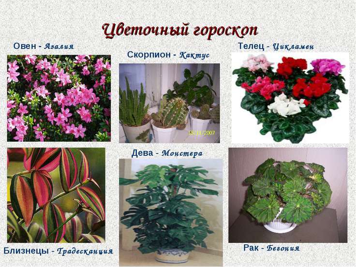 Индийский гороскоп - ведическая астрология, джйотиш онлайн Гороскоп совместимости Овен и Телец. Совместимость знаков