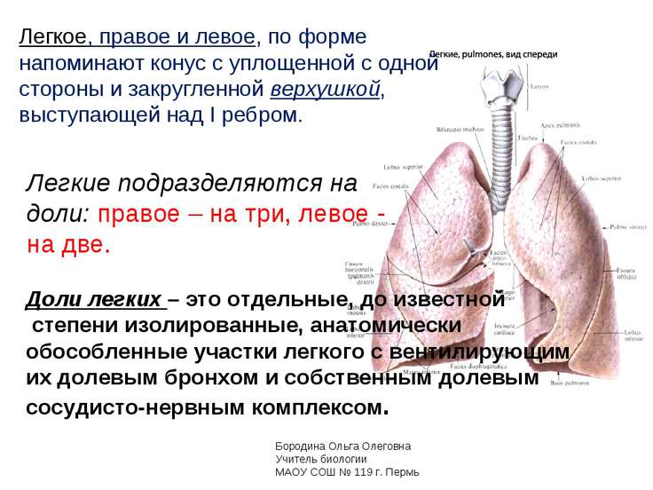 Объясните почему число долей в правом и левом лёгком человека неодинаково Объясните почему число долей в правом и левом лёгком человека неодинаково