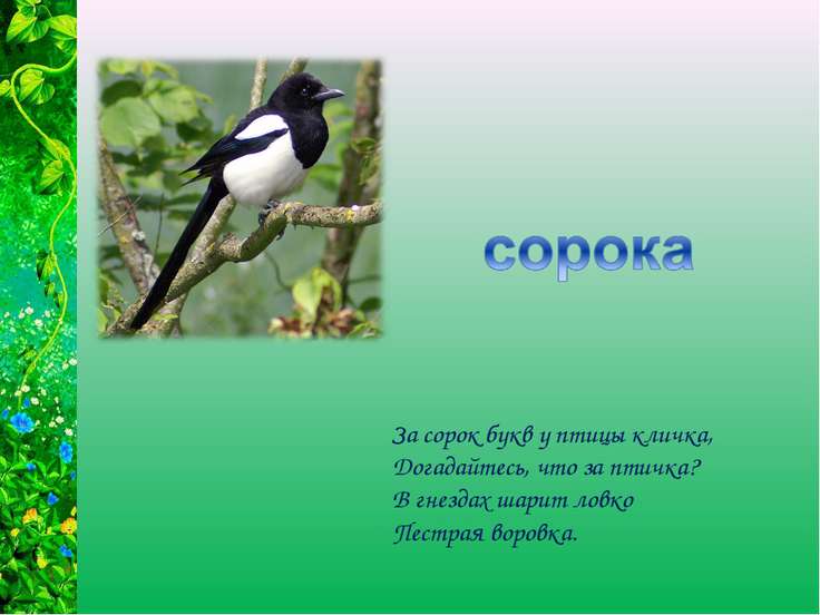 Стих про сороку для детей Стих про сороку для детей