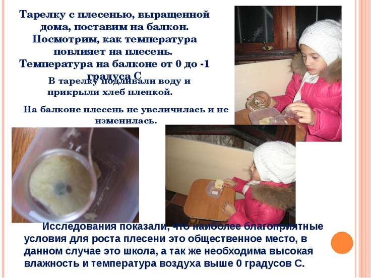 Плесень и ее выращивание 4 Плесень и ее выращивание 84