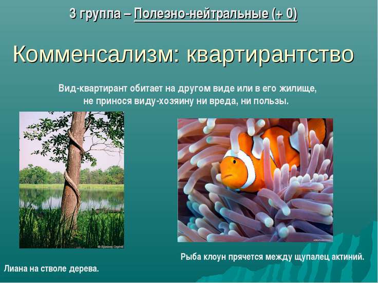 Нейтральные отношения в биологии Нейтральные отношения в биологии