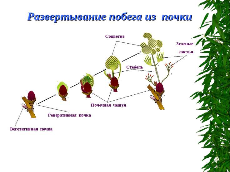 Развитее побегов из почек 6 класс презентация