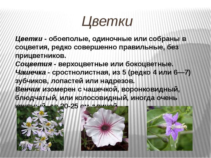 Одиночный цветок или соцветие Одиночный цветок или соцветие