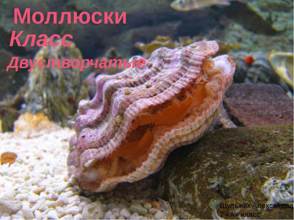 Презентация Классы Моллюсков Биология 7 Класс
