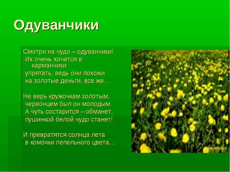 Стих и загадка про одуванчик Стих и загадка про одуванчик