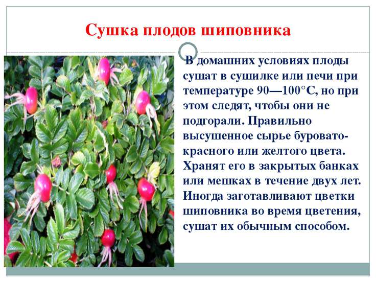 Сушка шиповника в домашних условиях Сушка шиповника в домашних условиях