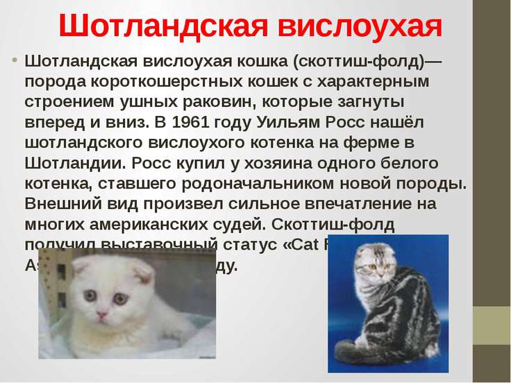 Презентацию на тему шотландские кошки