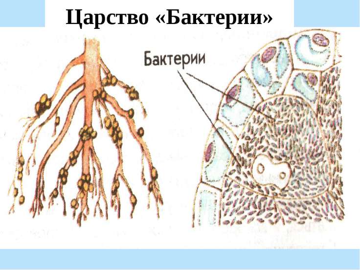 Бактерии Презентация 6 Класс