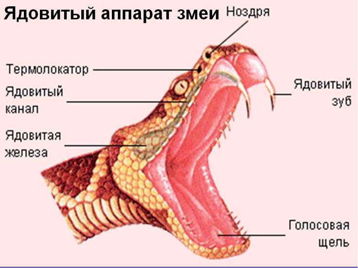 Расстояние между зубами у гадюки Расстояние между зубами у гадюки