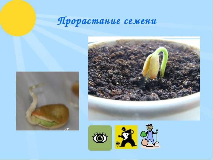Эксперименты по биологии 5 класс в домашних условиях Эксперименты по биологии 5 класс в домашних условиях