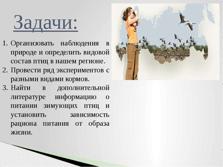 Питание зимующих птиц картинки Питание зимующих птиц картинки