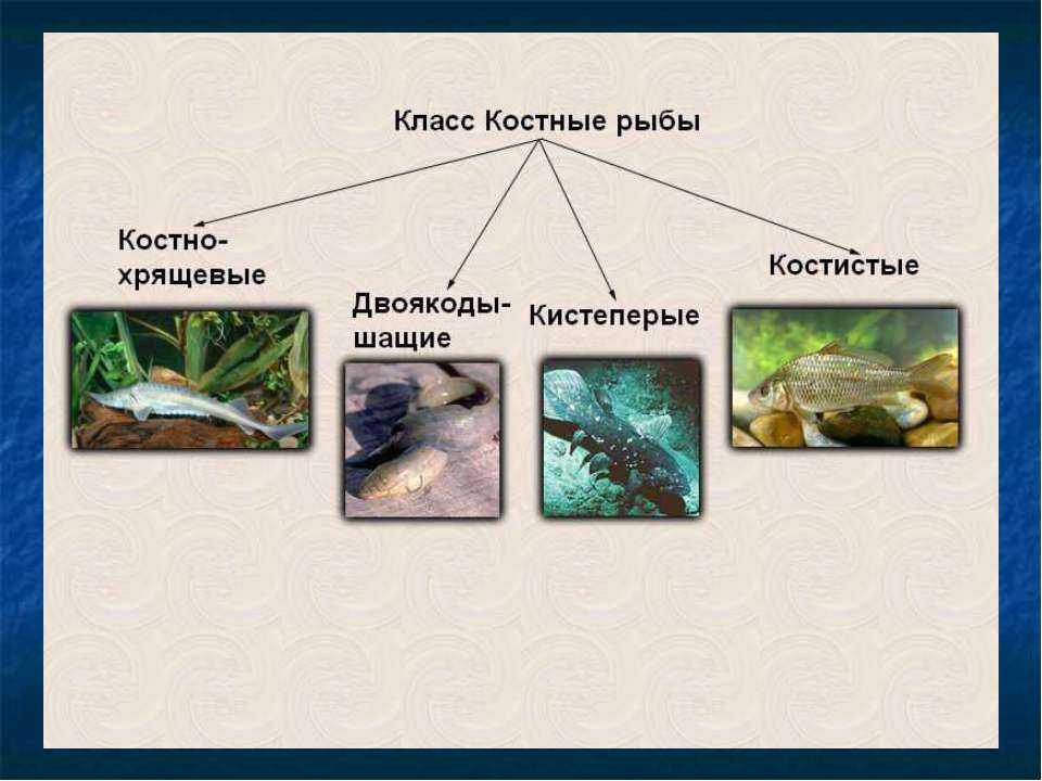 Класс Костные Рыбы Презентация