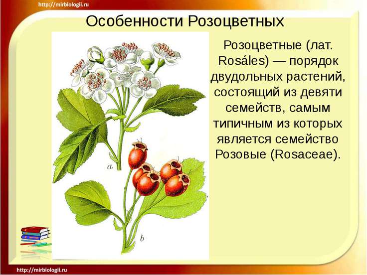 Презентация о Семействе Розоцветных скачать