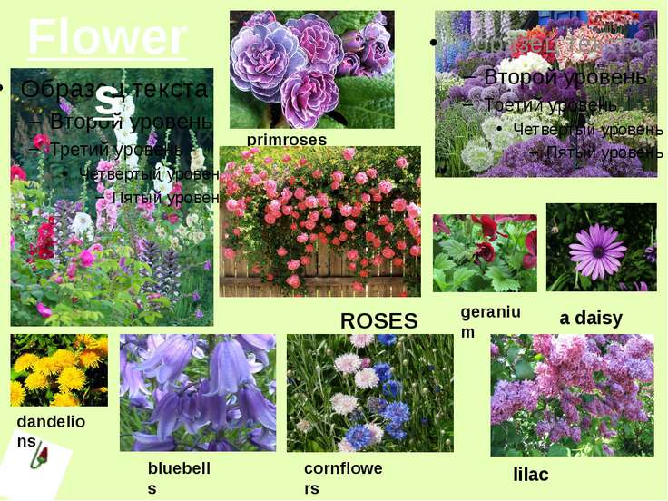 Презентация к уроку английского языка "Flora and fauna of the British ...