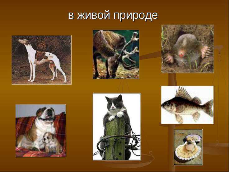 Примеры простых механизмов в живой природе