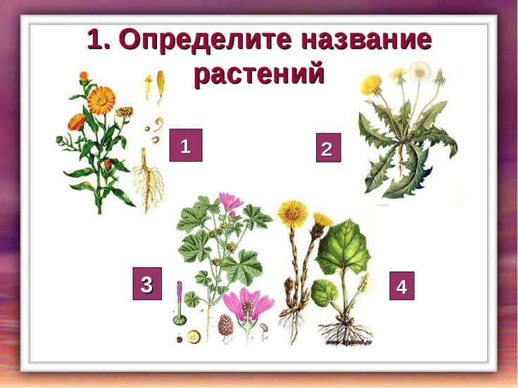 Картинки по запросу названия растений
