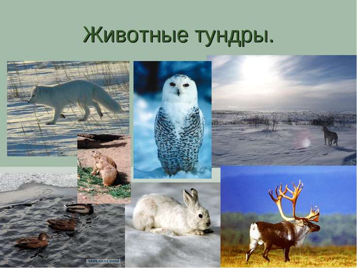 http://uslide.ru/images/6/12547/736/img4.jpg