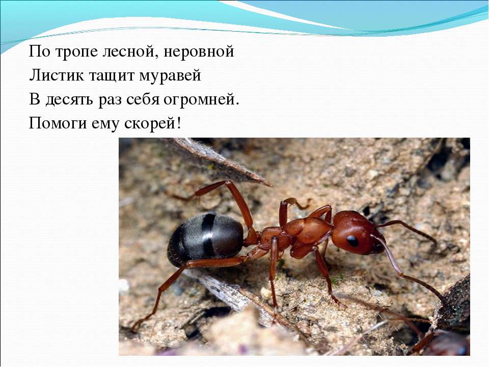 Стих про муравьях для детей Стих про муравьях для детей