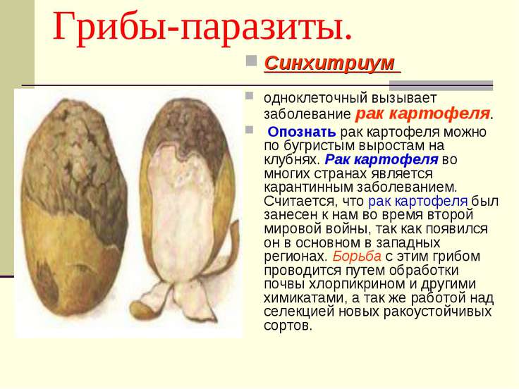 лечение лисичками от паразитов лечение лисичками от паразитов