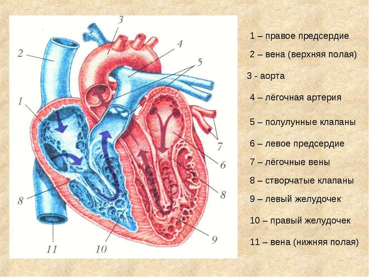 Симптомы вен заболеваний у мужчин