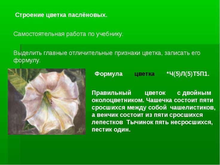 Цветы пасленовых Цветы пасленовых