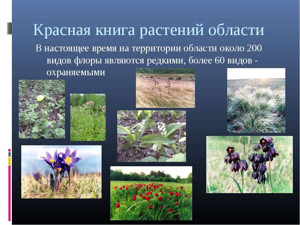 Растения Калининградской Области Занесенные В Красную Книгу Фото