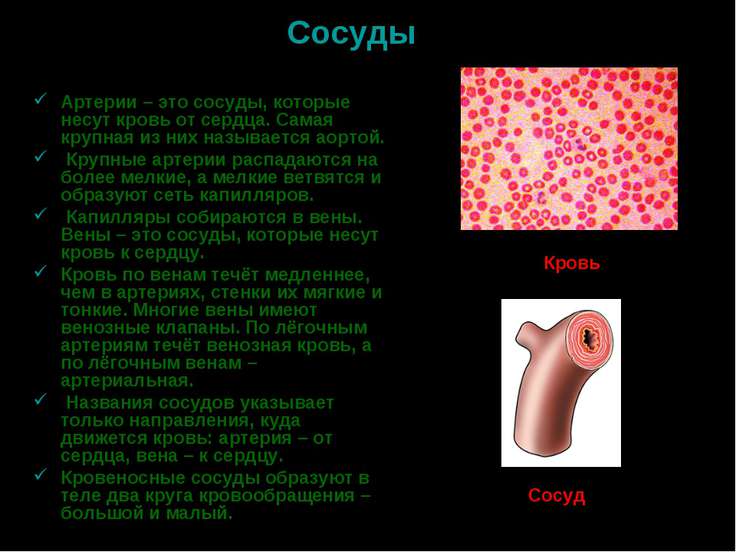 Артерии несут кровь от сердца 14