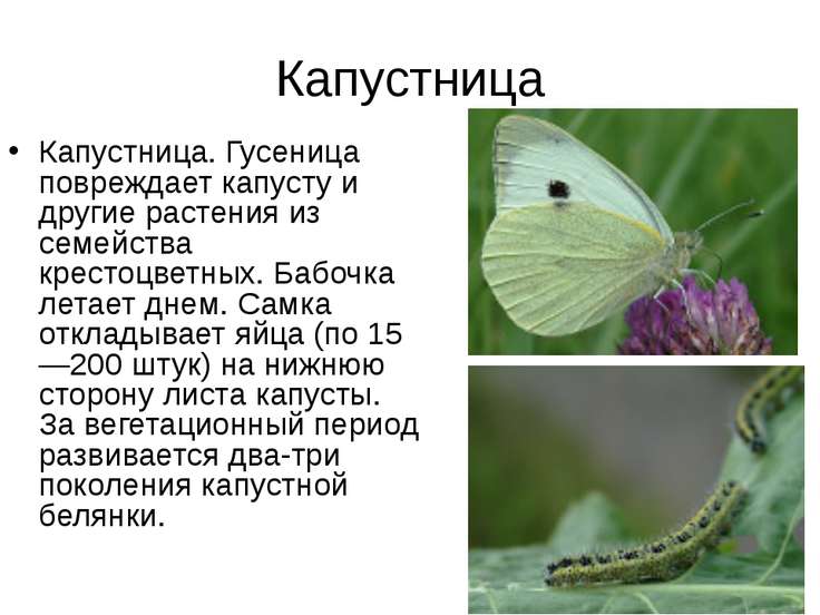 О капустнице бабочке доклад