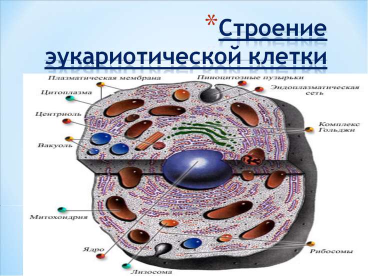 Увеличенное фото клетки