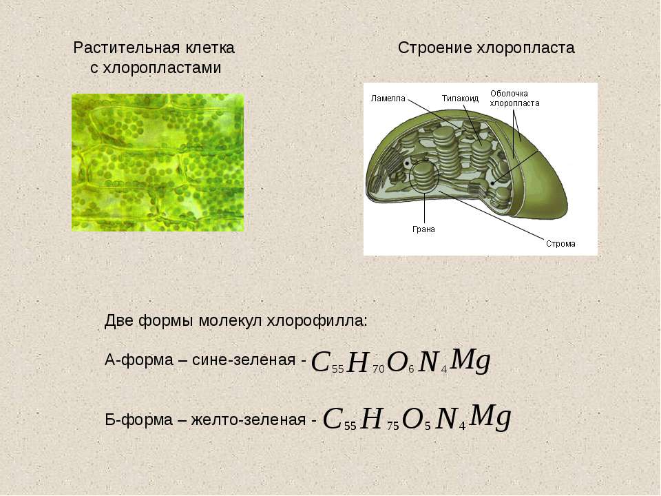 Первичный хлоропласт. Формахлоропластв клетке 10. Хлорофилл хлоропласт хромопласт. Хетоцерос хлоропласты. Строение зеленого листа хлоропласты.