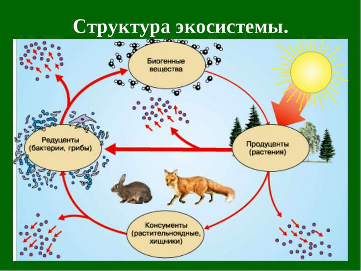 Структура экосистемы презентация