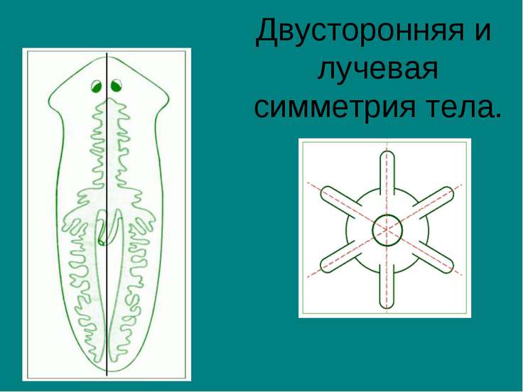 Лучевая симметрия фото