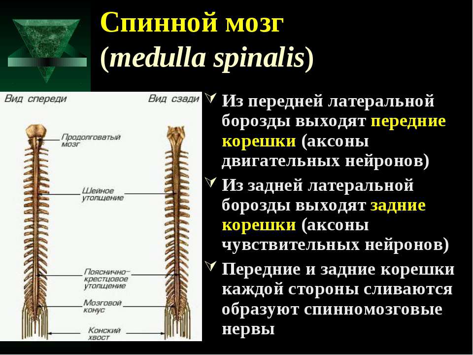 Нервная цепочка на спинной стороне тела