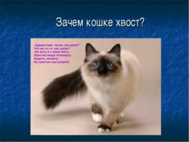 Роль хвоста для животных