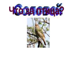 Что за птица? 6