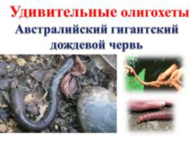 Удивительные олигохеты Австралийский гигантский дождевой червь
