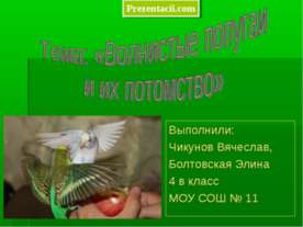 Волнистые попугаи и их потомство
