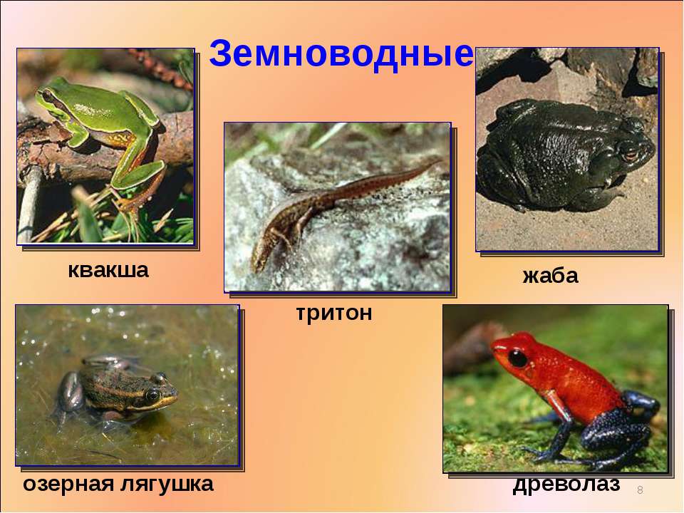 Три примера животных относящихся к земноводным. Земноводные животные список. Примеры земноводных животных. Название земноводных. Амфибии примеры.