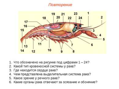 Что обозначено цифрой 2 на рисунке схема строения ланцетника