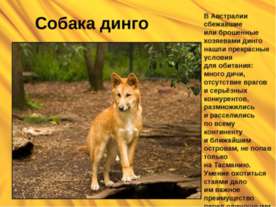Собака динго