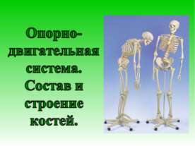 Опорно-двигательная система. Состав и строение костей
