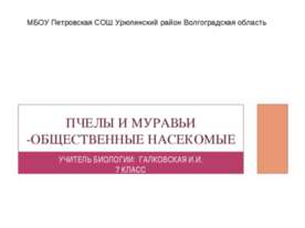 Пчелы и муравьи - общественные насекомые