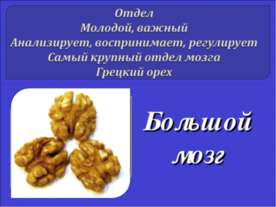 Большой мозг
