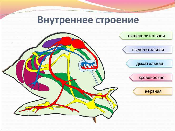 скачать доклад по биологии на тему брюхоногие 7 класс