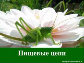Пищевые цепи