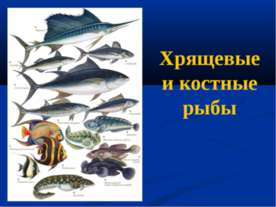 Хрящевые и костные рыбы