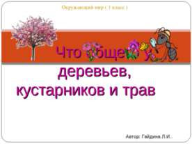 Что общего у деревьев, кустарников и трав