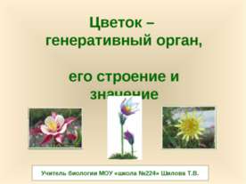 Цветок – генеративный орган, его строение и значение