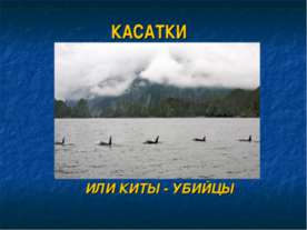 Касатки или киты - убийцы