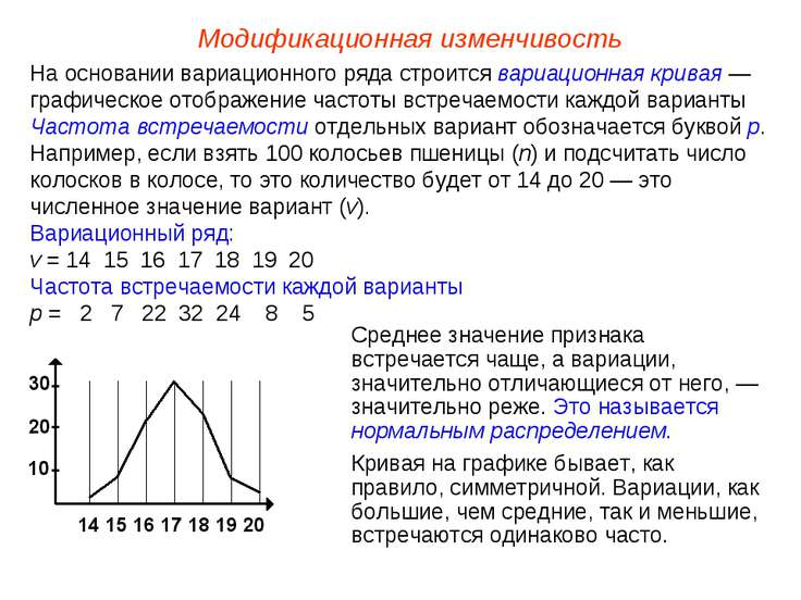 Модификационная изменчивость презентация пименов